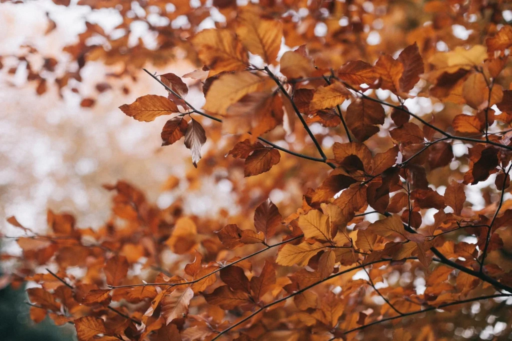 Leaf Detail, from The Hidden Pigments of Every Autumn Leaf