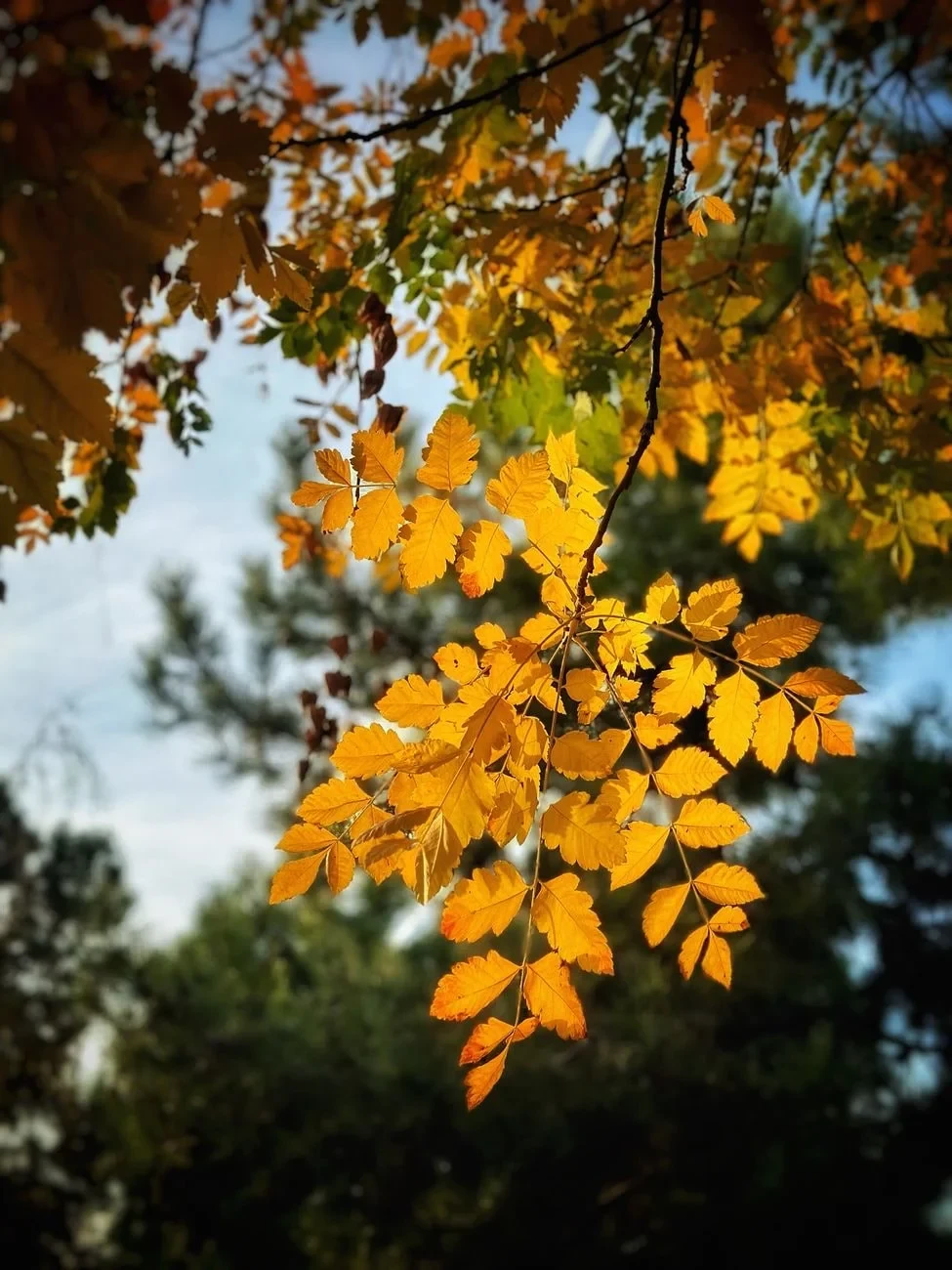 Light Through Leaves, from The Hidden Pigments of Every Autumn Leaf
