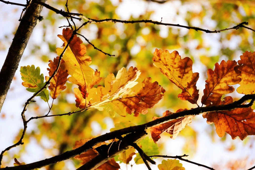 Against the Sky, from The Hidden Pigments of Every Autumn Leaf