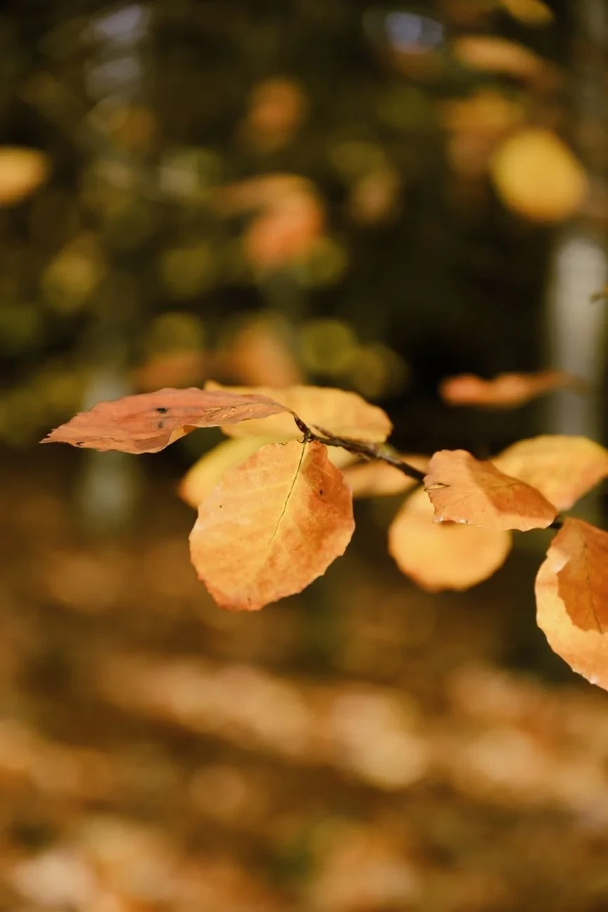 Soft Focus, from The Hidden Pigments of Every Autumn Leaf