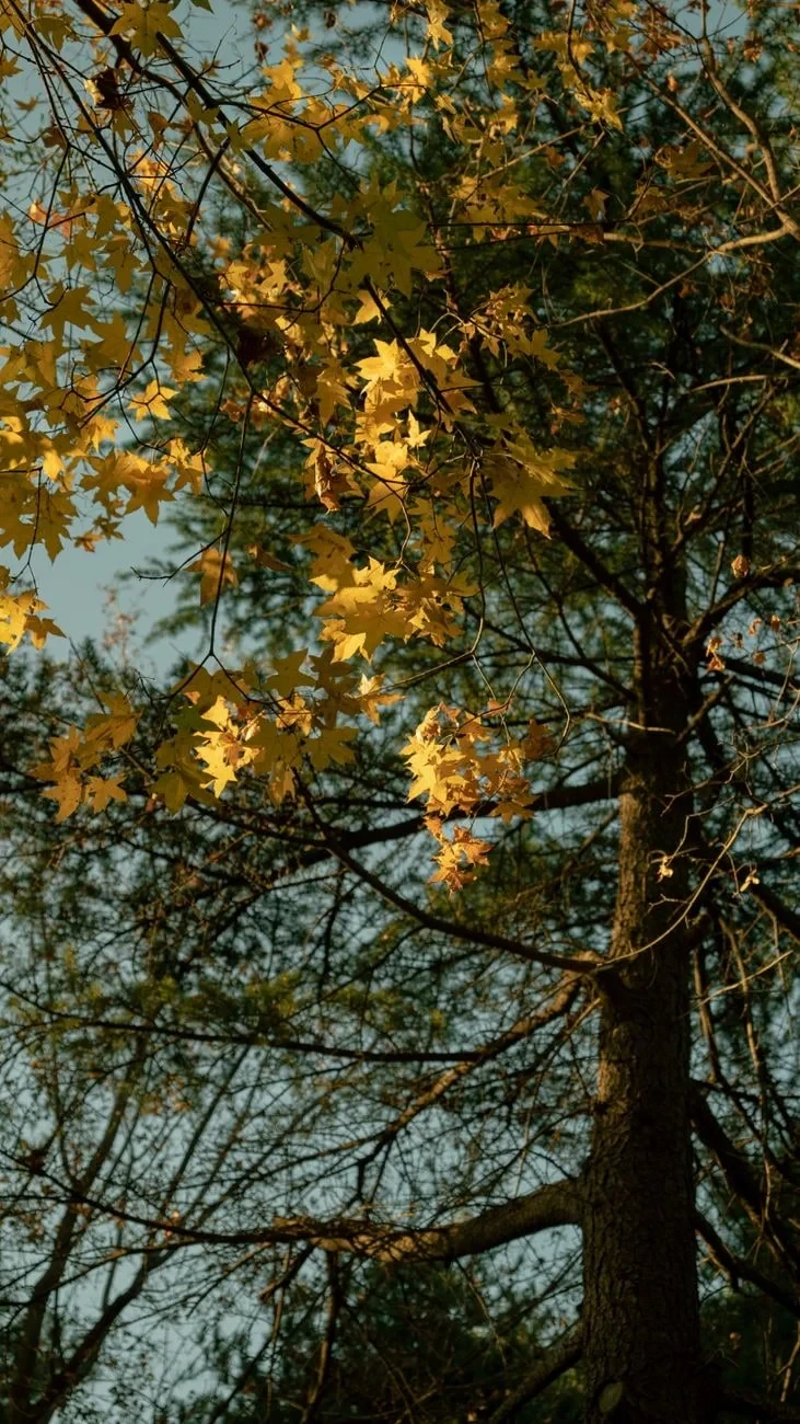 Yellow Forest, from The Hidden Pigments of Every Autumn Leaf