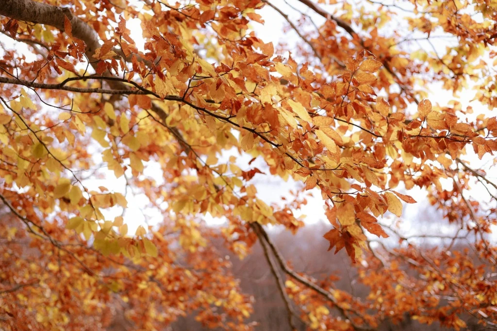 Branch and Blur, from Autumn