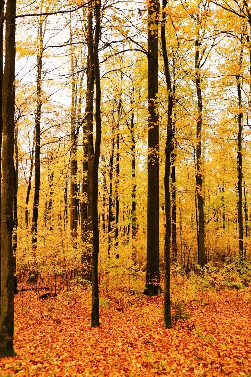 Forest Floor, from Autumn