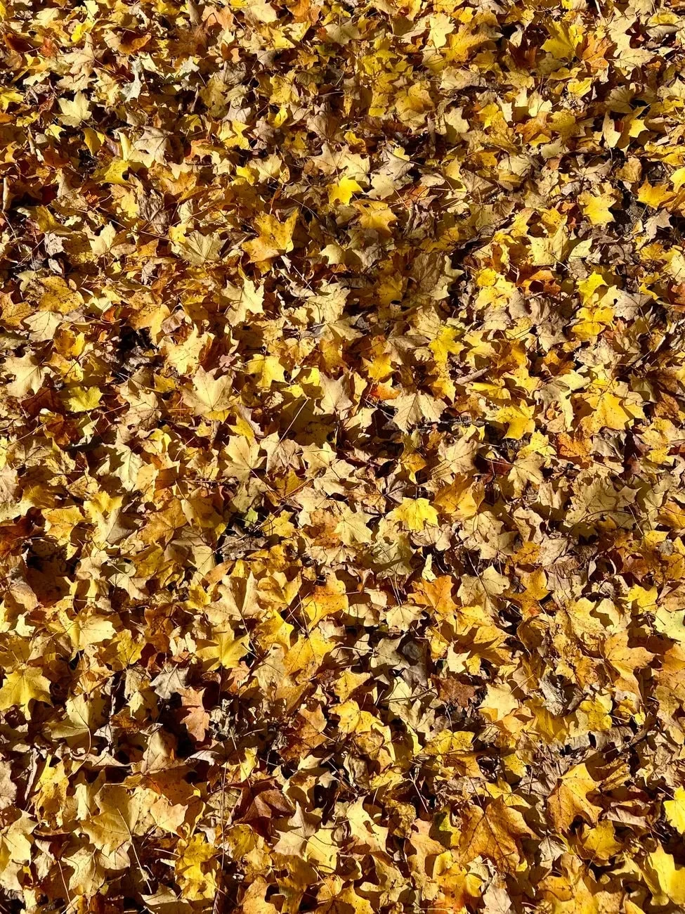 Dense and Warm, from Autumn