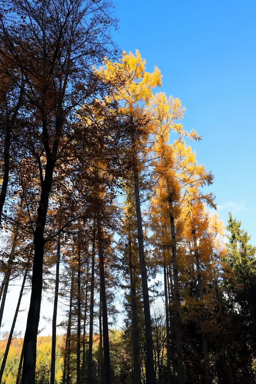 Reaching Upward, from Autumn