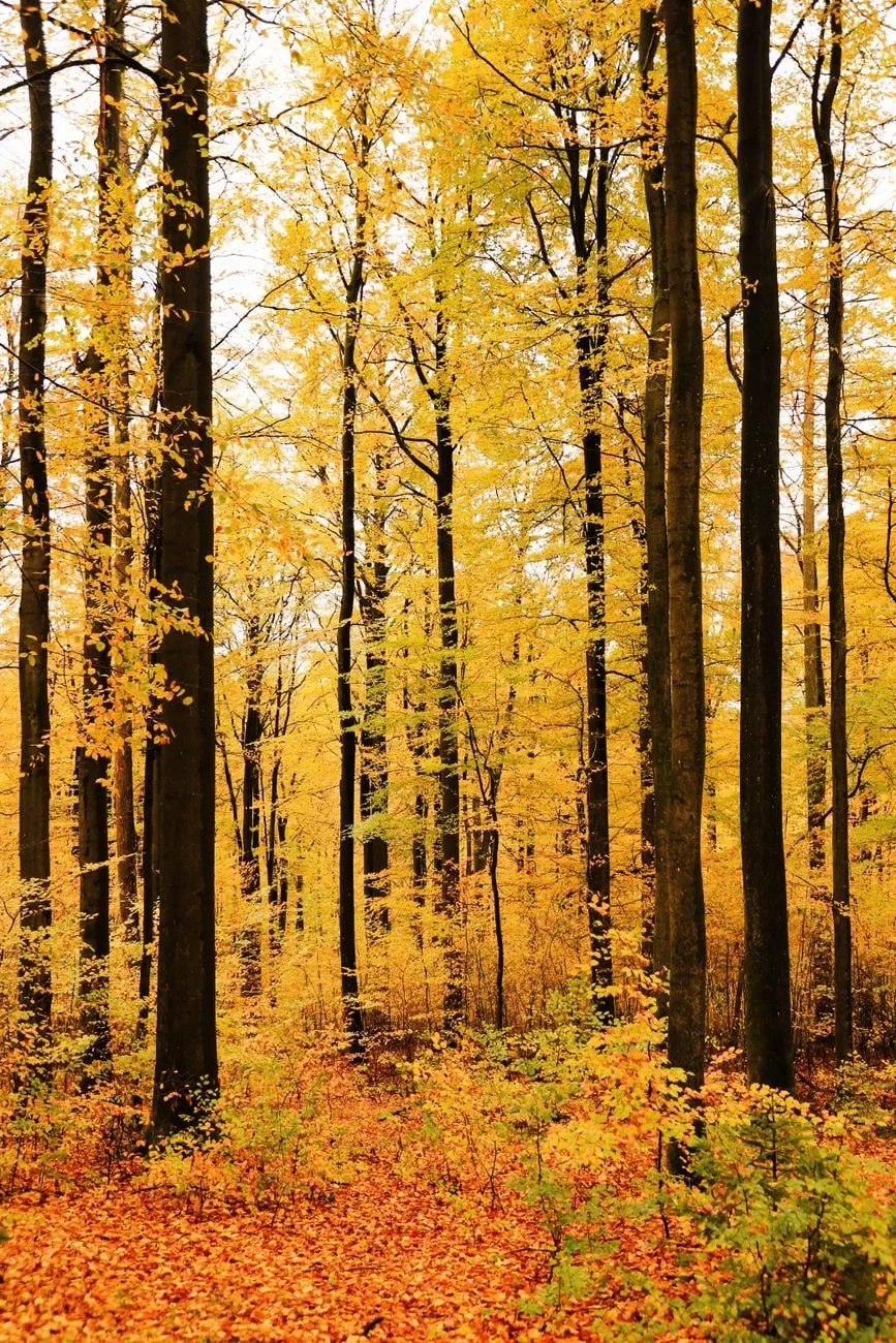 Yellow and Tall, from Autumn