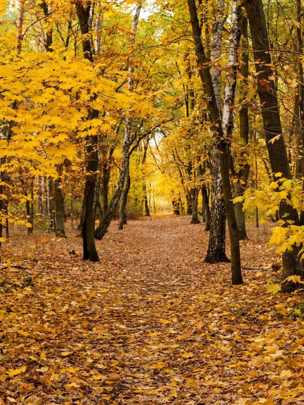 Path Through Change, from Autumn
