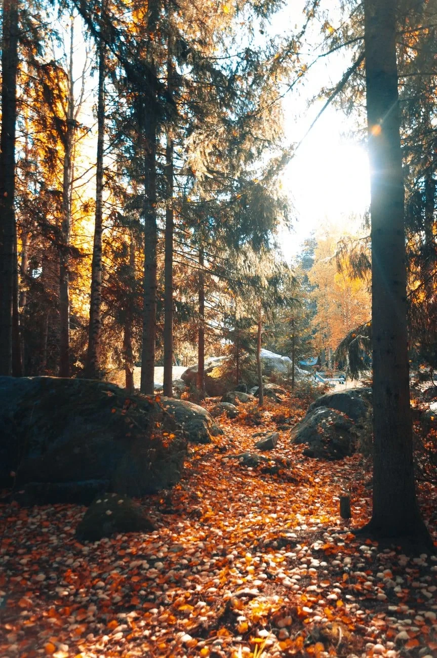 Quiet Light, from Autumn