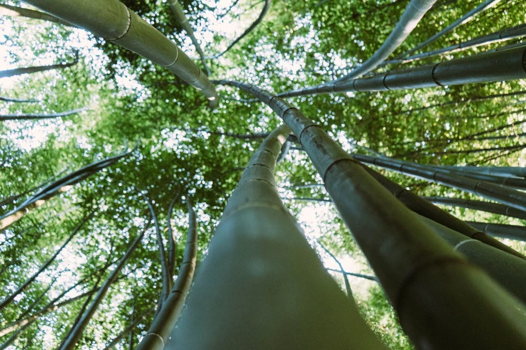 Towering Stand, from Bamboo: The Grass That Builds Houses