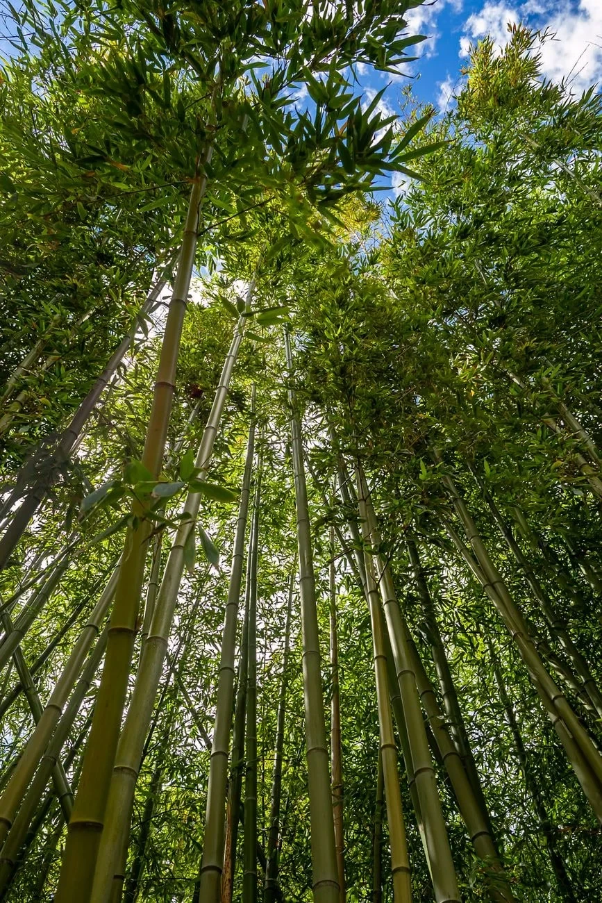 Skyward Reach, from Bamboo: The Grass That Builds Houses