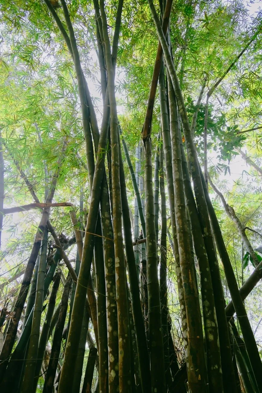 Reaching Upward, from Bamboo: The Grass That Builds Houses