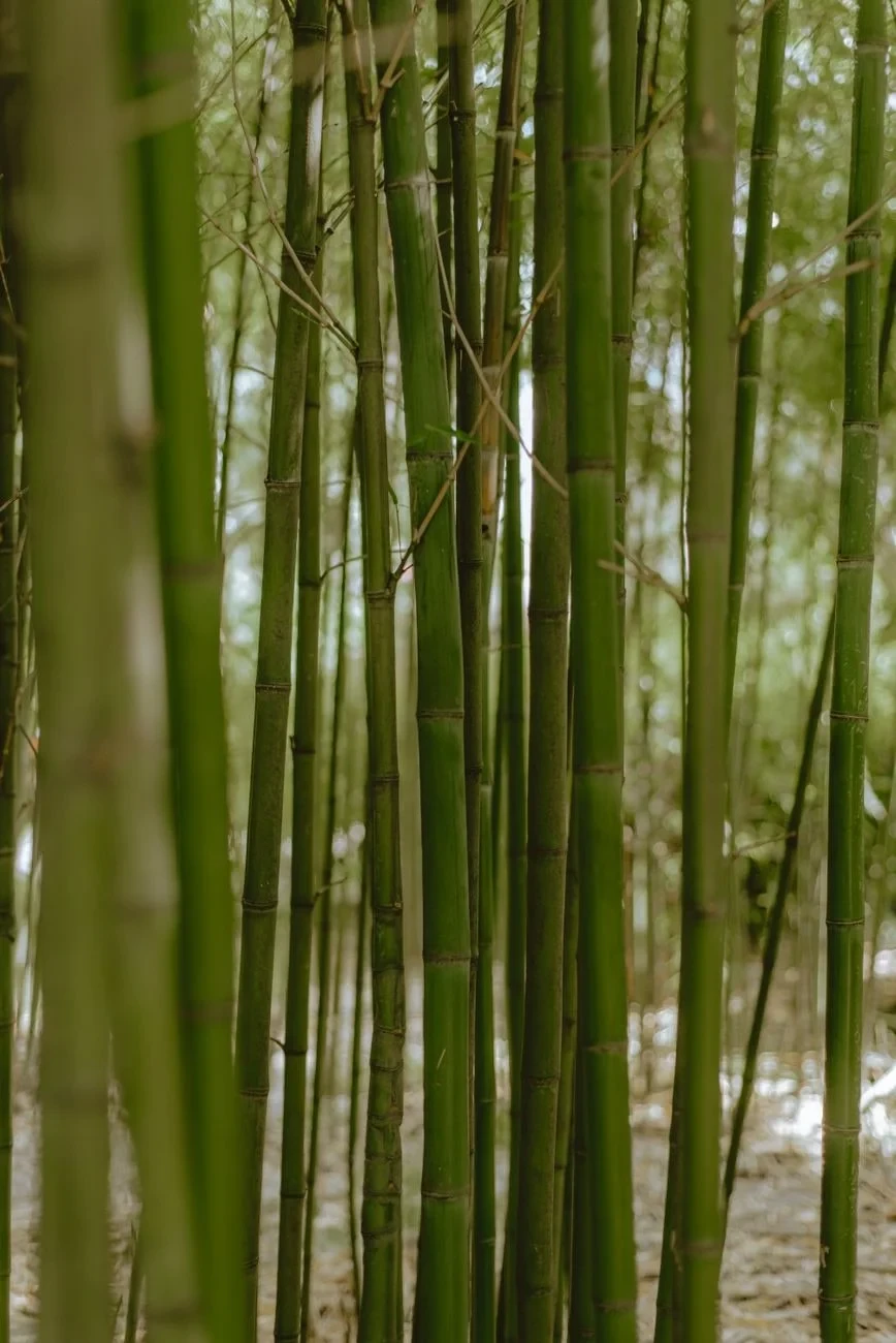 Forest Density, from Bamboo: The Grass That Builds Houses
