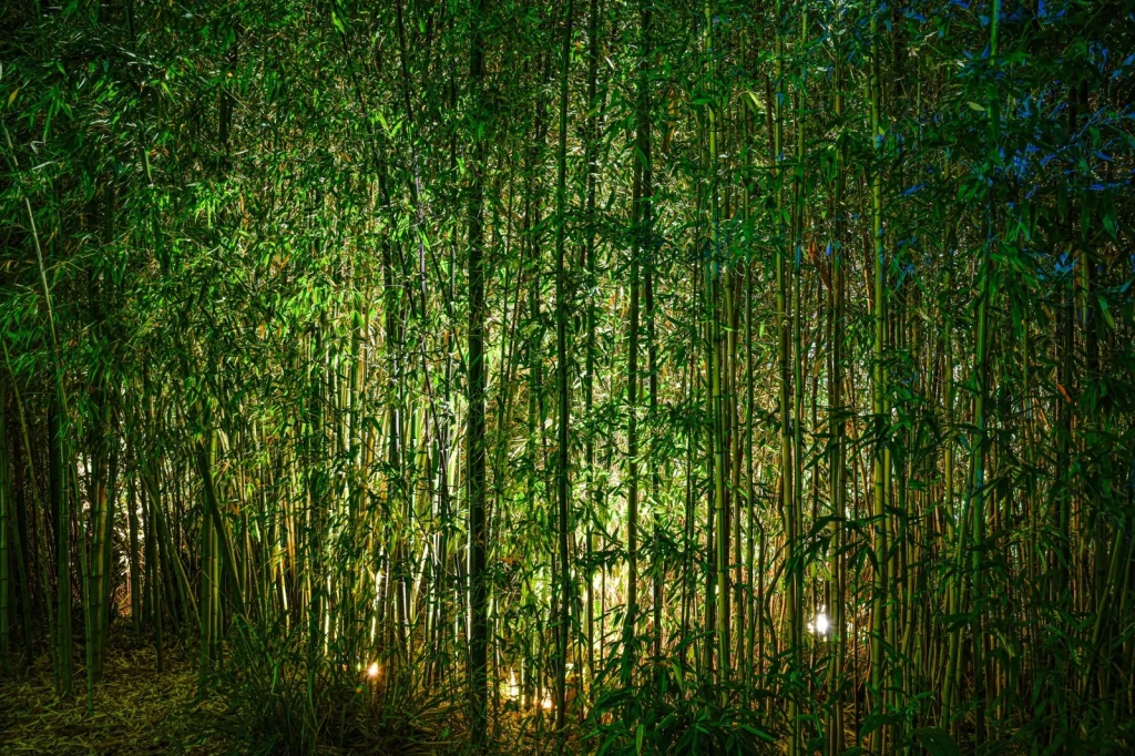Night Illumination, from Bamboo: The Grass That Builds Houses