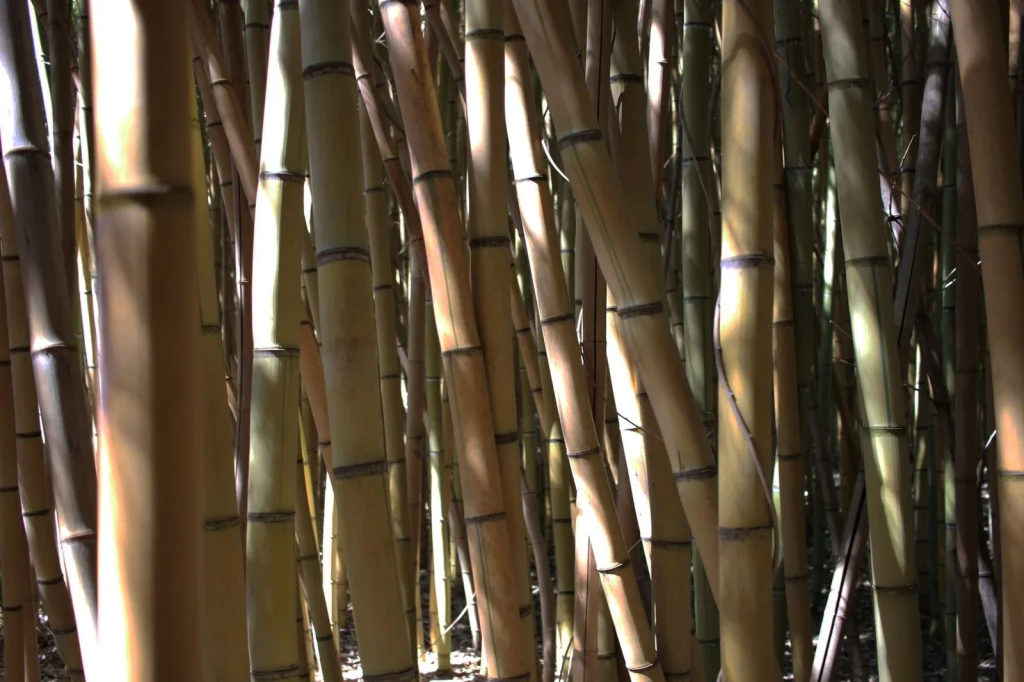 Within the Grove, from Bamboo: The Grass That Builds Houses