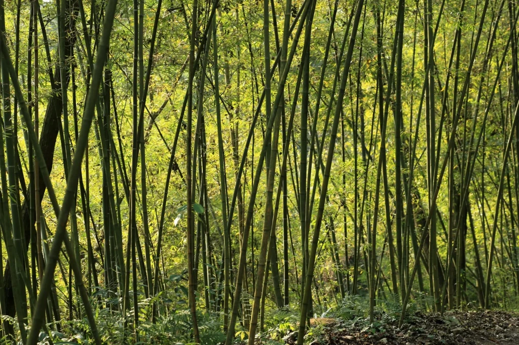 Filtered Light, from Bamboo: The Grass That Builds Houses