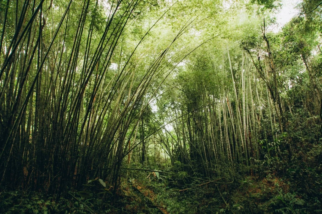 Forest Density, from Bamboo: The Grass That Builds Houses