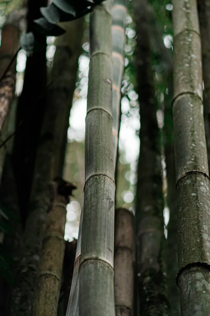 Vertical Growth, from Bamboo: The Grass That Builds Houses