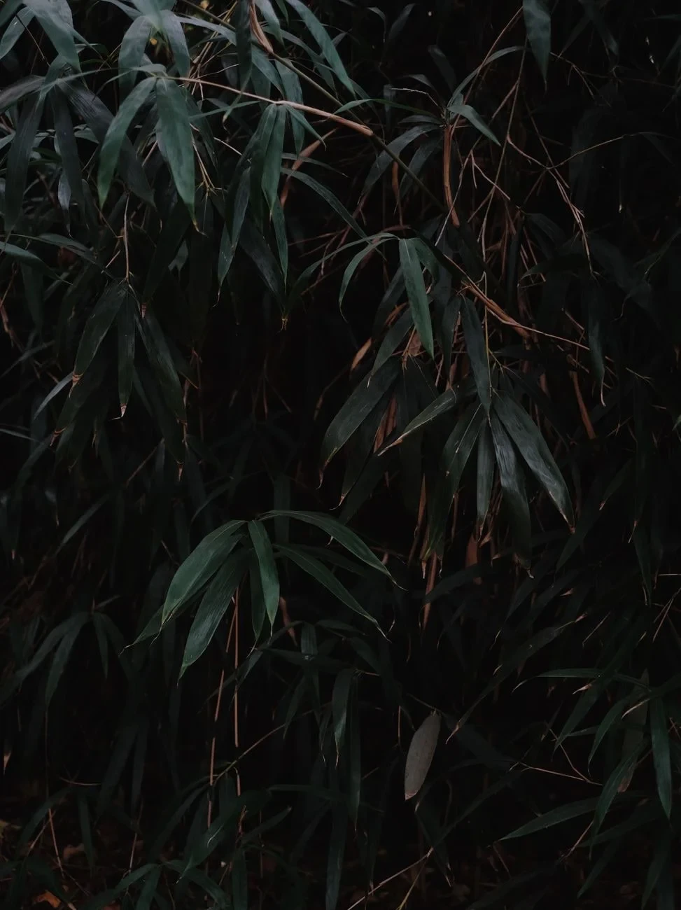 Close Study, from Bamboo: The Grass That Builds Houses