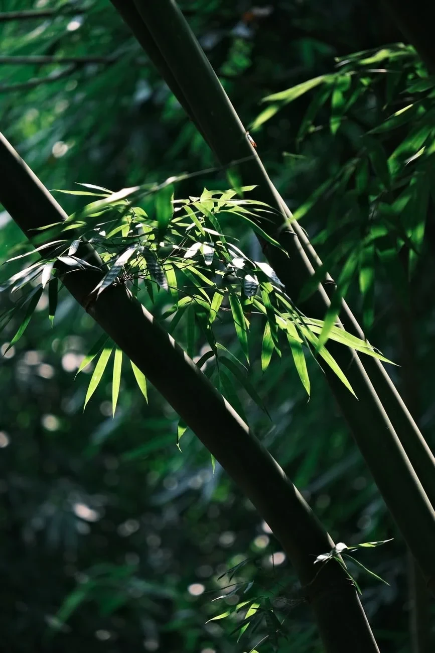 Sunlit Abundance, from Bamboo: The Grass That Builds Houses