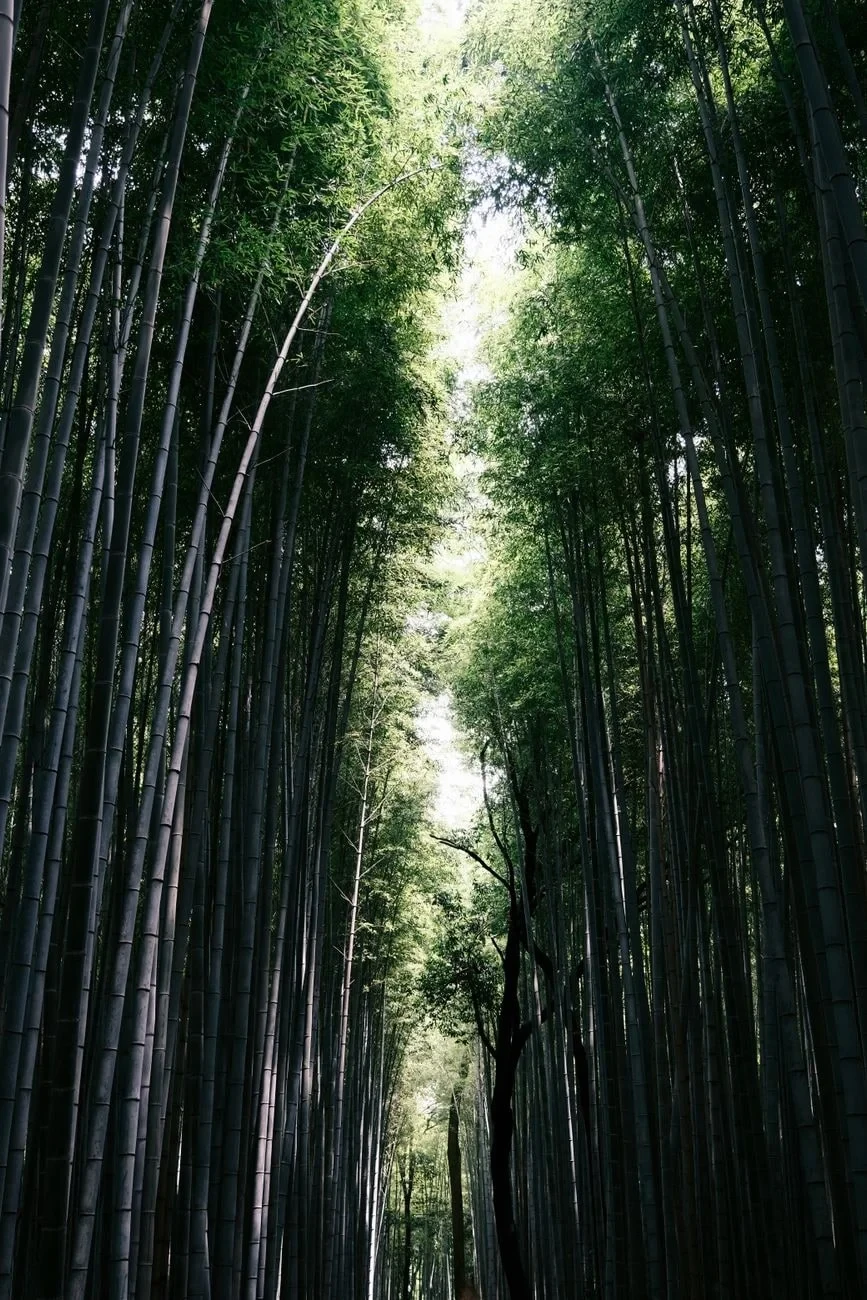 Pathway Through Green, from Bamboo: The Grass That Builds Houses