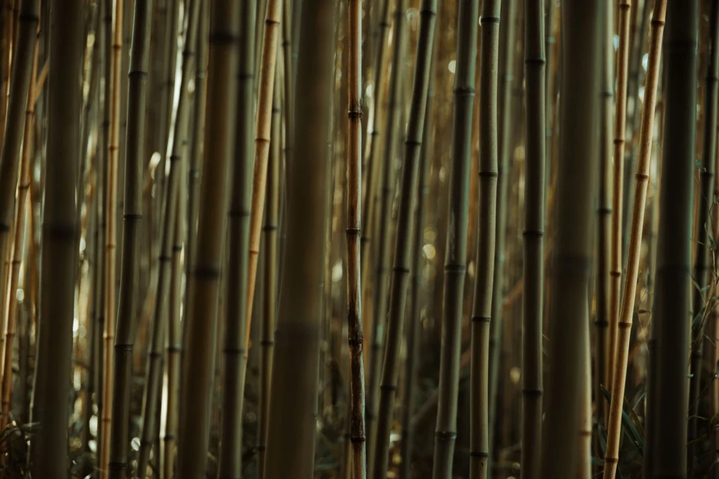 Light and Shade, from Bamboo: The Grass That Builds Houses