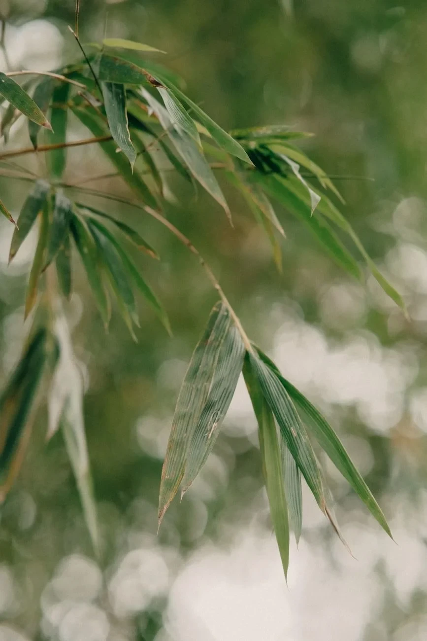 Leaf Detail, from Bamboo: The Grass That Builds Houses