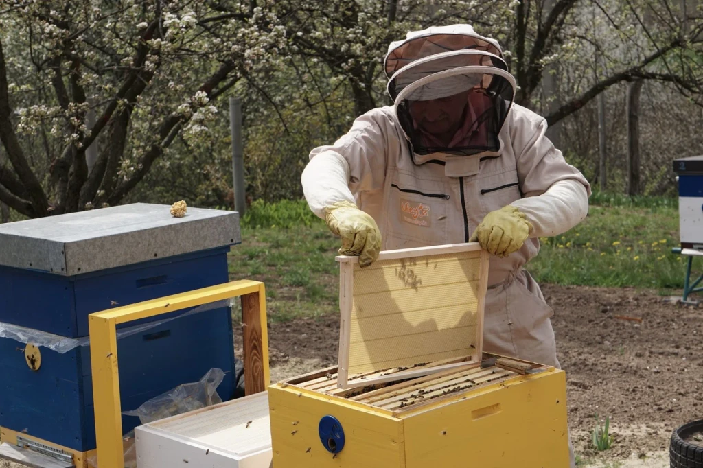 Opening the Hive, from Beekeeping: An Ancient Life with the Hive