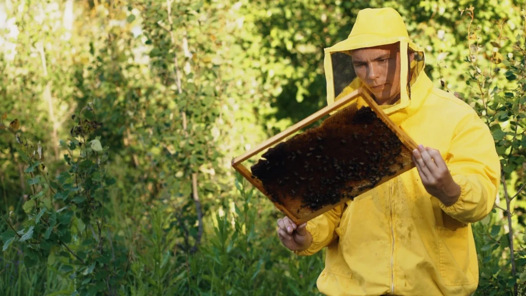 Inspection in Yellow, from Beekeeping: An Ancient Life with the Hive