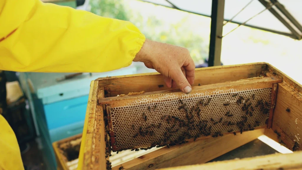 Close Attention, from Beekeeping: An Ancient Life with the Hive
