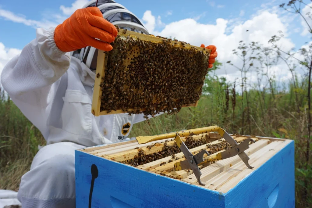 Examination in Daylight, from Beekeeping: An Ancient Life with the Hive