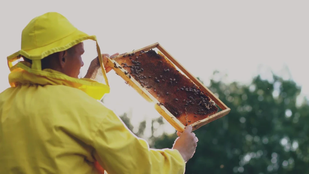 Reading the Frame, from Beekeeping: An Ancient Life with the Hive