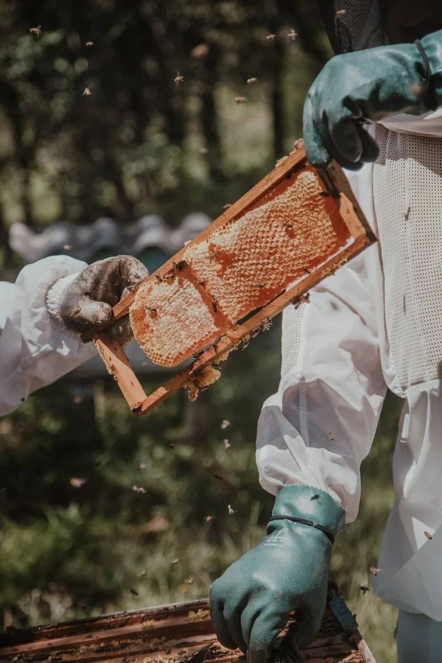 Shared Knowledge, from Beekeeping: An Ancient Life with the Hive