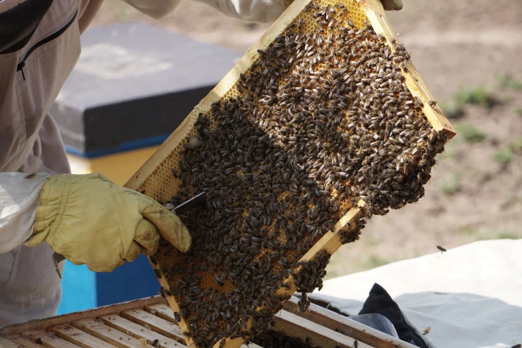 Seasonal Work, from Beekeeping: An Ancient Life with the Hive