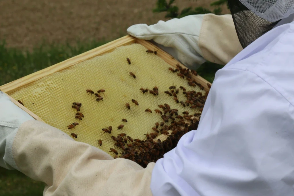 Reading the Hive, from Beekeeping: An Ancient Life with the Hive