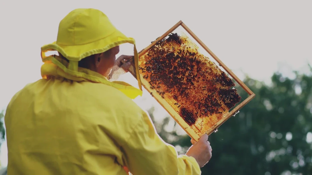 Close Examination, from Beekeeping: An Ancient Life with the Hive