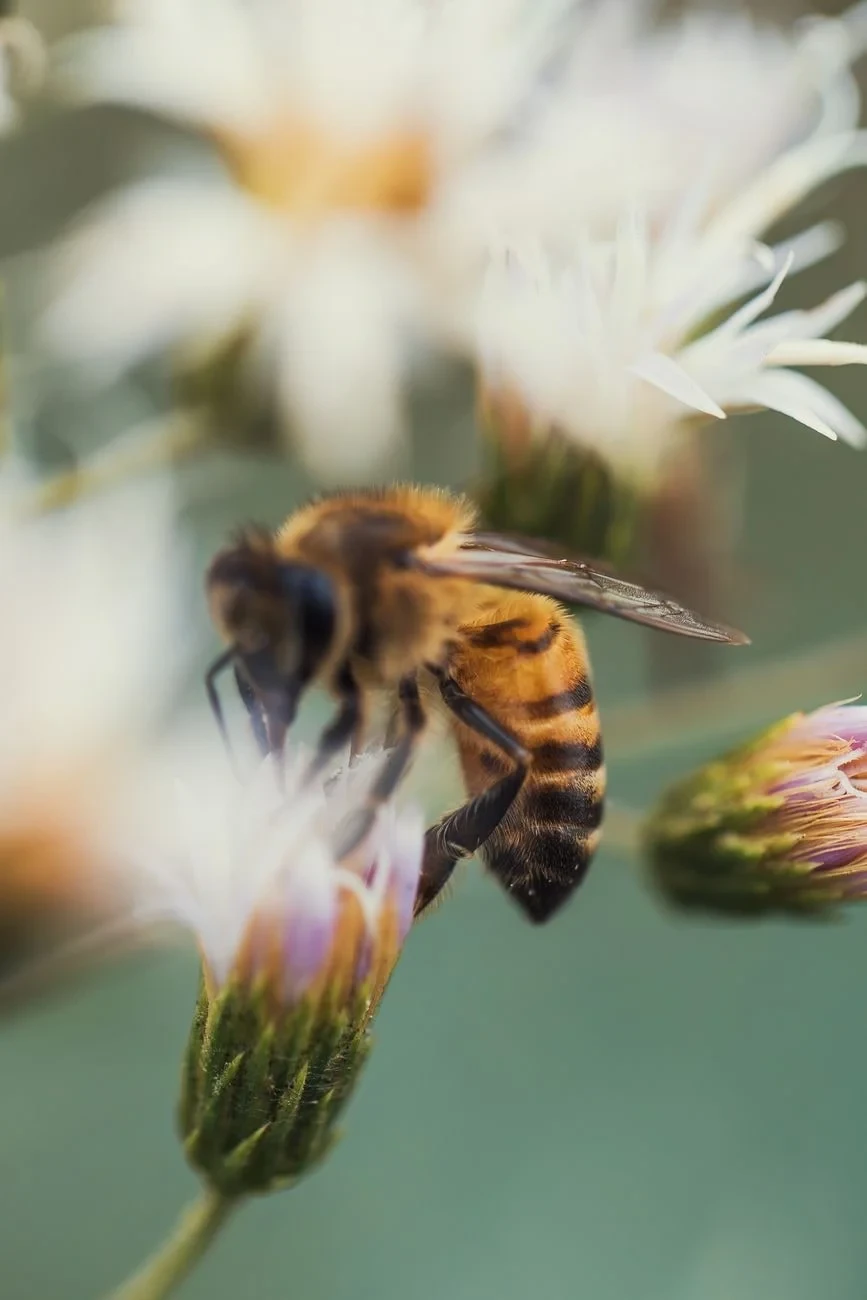 White Blossoms, from Bees and Pollinators