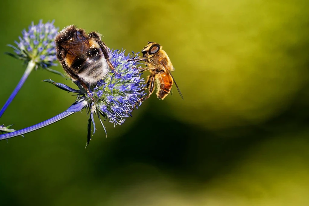 Blue Flower Pollination, from Bees and Pollinators