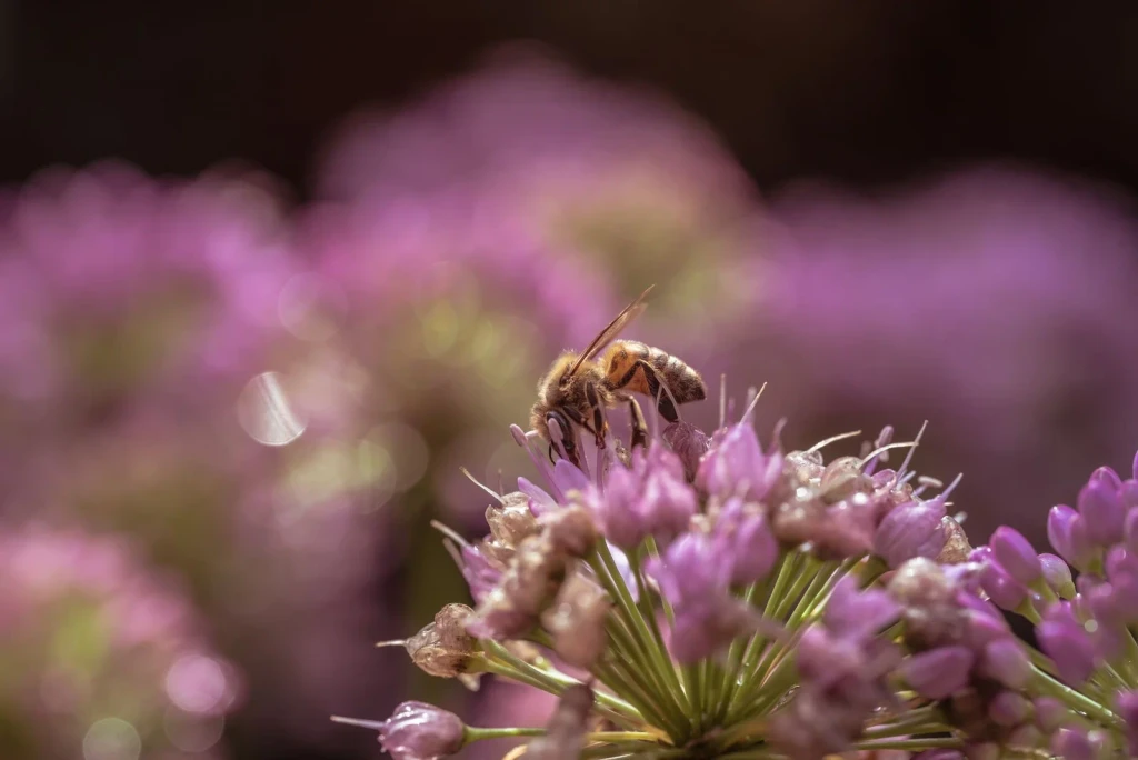 Honeybee on Purple Flowers, from Bees and Pollinators