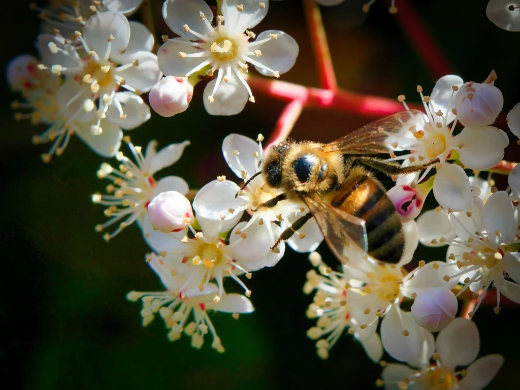 White Flowers, from Bees and Pollinators