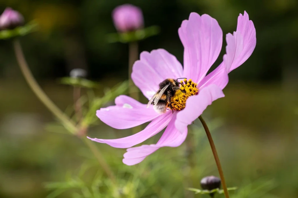 Pink Cosmos, from Bees and Pollinators