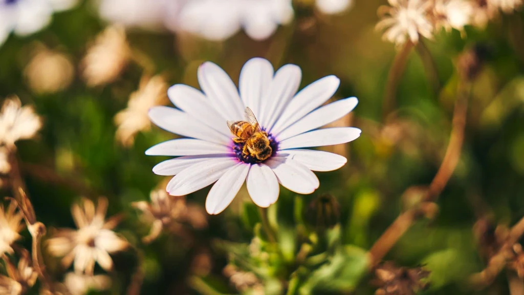 Daisy in Spring, from Bees and Pollinators