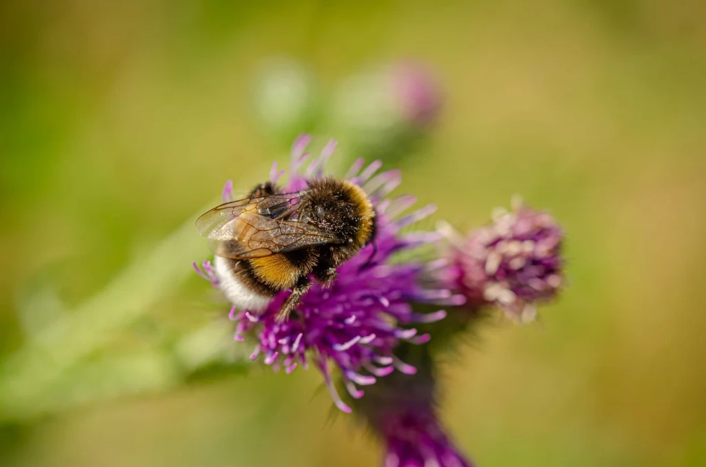 Bumblebee on Thistle, from Why Do Bees Dance?
