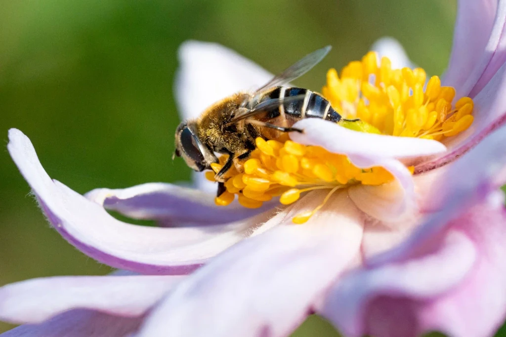 Gathering Nectar, from Why Do Bees Dance?