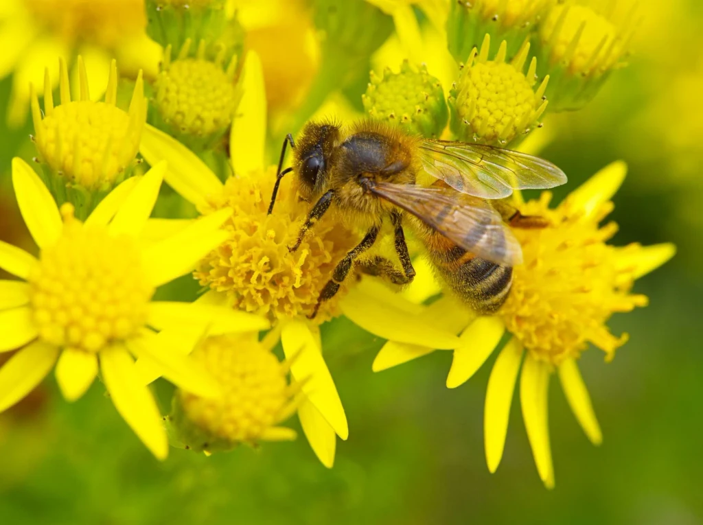 Yellow Flower Visit, from Why Do Bees Dance?
