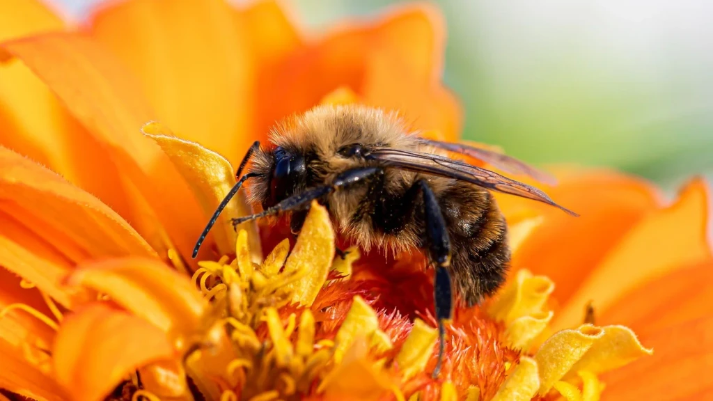 Orange Flower Collection, from Why Do Bees Dance?