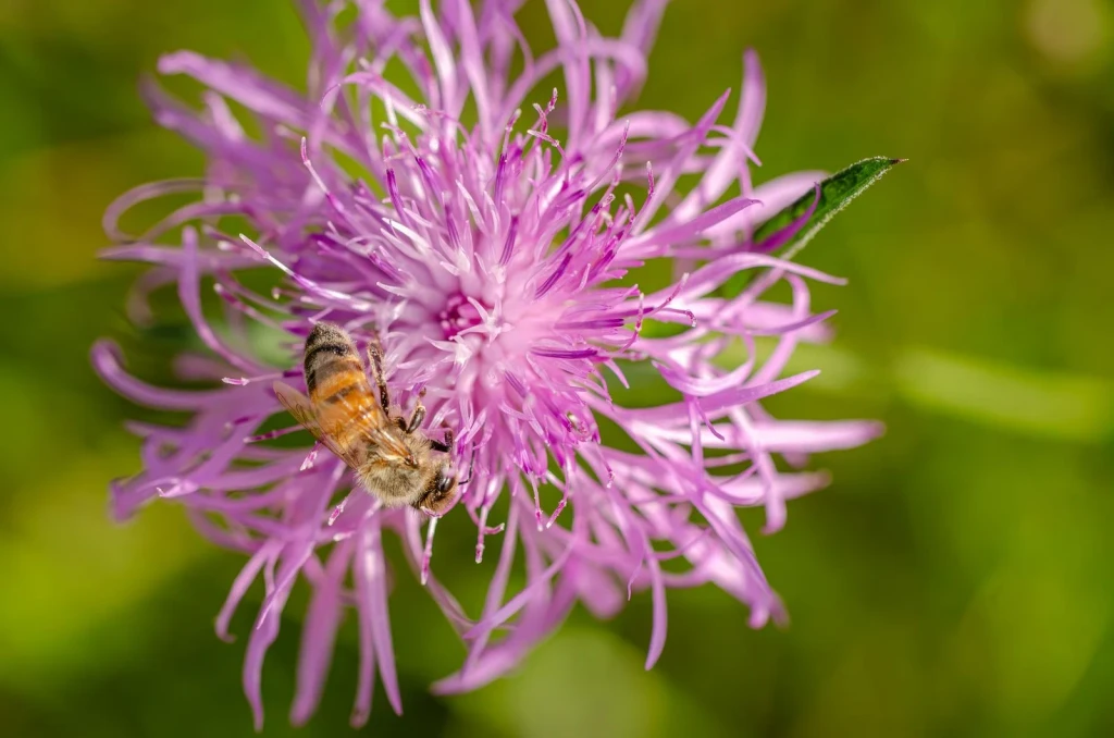 Pink Wildflower, from Why Do Bees Dance?