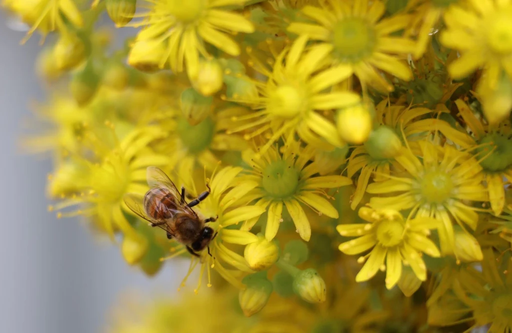 Yellow Flowers, from Why Do Bees Dance?
