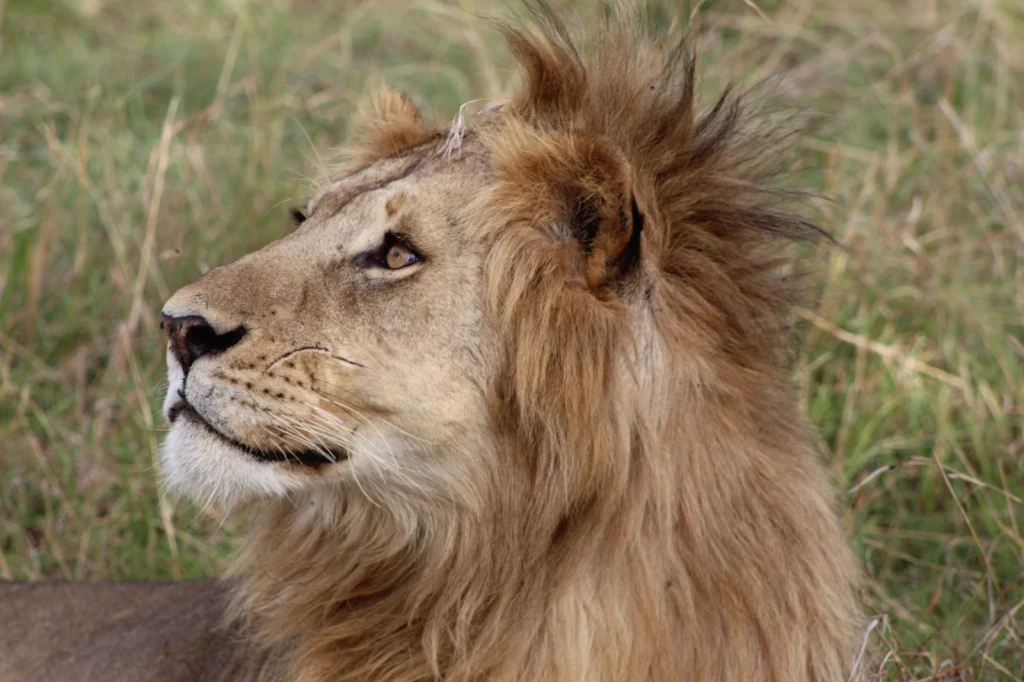 The Maned Profile, from Big Cats on the Edge