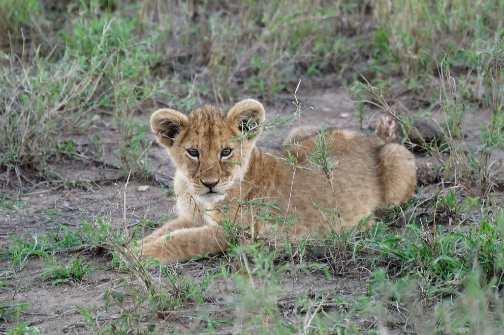 Young Lion, from Big Cats on the Edge