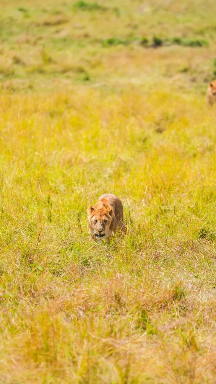 The Hunt, from Big Cats on the Edge